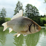 Photo crucian 4