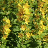 Foto de uma loosestrife