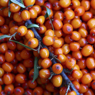 Photo of sea buckthorn 2