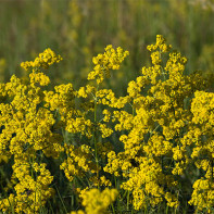 Bedstraw photo