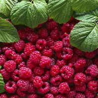 Foto Himbeeren