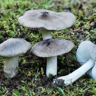 Fotopaddestoelen rij 2