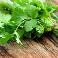 Photo of cilantro