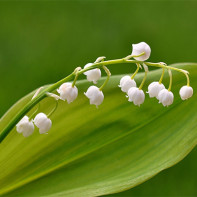 Photo of lily of the valley 5