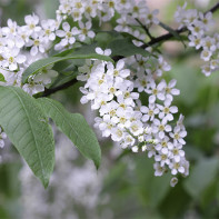 Photo of bird cherry 5