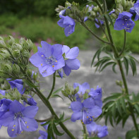 Foto sianosis biru 5