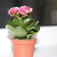 Photo Kalanchoe 2