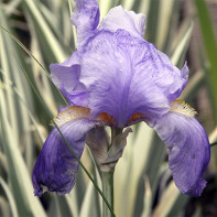 Photo iris 3