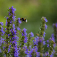 Hyssop photo 5