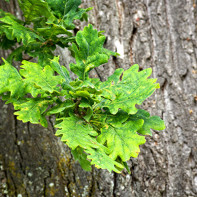 Foto d’escorça de roure 4