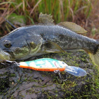 Foto ikan rotan 2