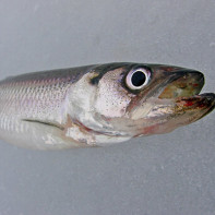 Smelt fotoğraf 2