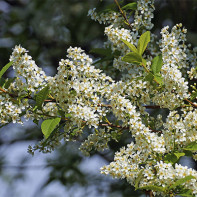 Photo of bird cherry 2