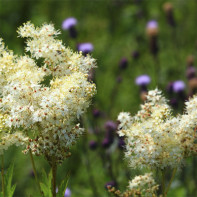 Grassweet nuotrauka (meadowsweet)