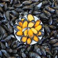 Photo de moules 4