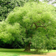 Fotografie a sophora japoneză