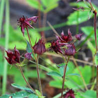 Cinquefoil foto