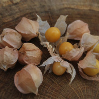 Foto physalis 3