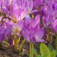 Colchicum-valokuva