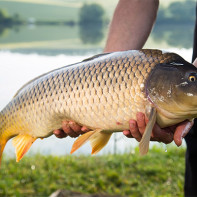 Foto de carpa 4