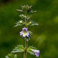 Fénykép a eyebright 4-ről