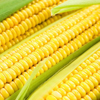 Fotoğraf corn 3