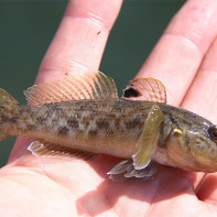 Foto de um peixe góbio 3