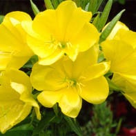 Photo evening primrose 3