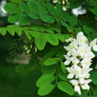 Foto de acacia blanca