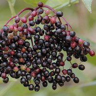 Foto af elderberry 4