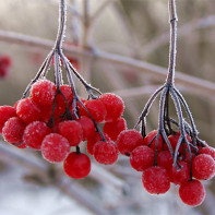 Φωτογραφία του κόκκινου viburnum