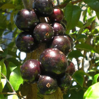 Jaboticaba foto 4