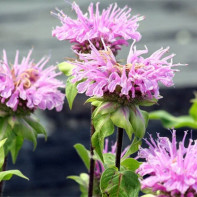 Φωτογραφία Monarda 4