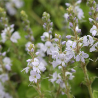 Foto Veronica officinalis 4