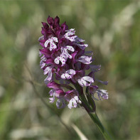 Foto van Orchis 2