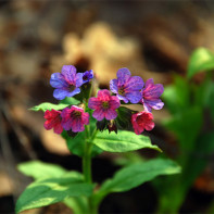 Fotografie a Lungwort