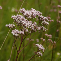 Foto valerian 3