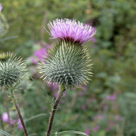 Fotoğraf milk thistle 5