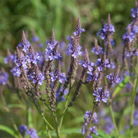 Nuotrauka verbena 3