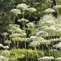 Angelica foto 5