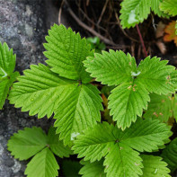 Photo strawberry leaves 5