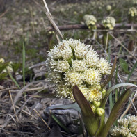 Fotografia lui butterbur 5