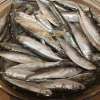 Fotoğraf sprat 4