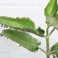 Kalanchoe foto