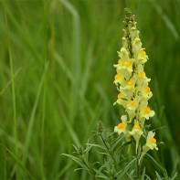 Photo of common flax 2