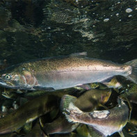 Fotografie cu pește de somon coho 2