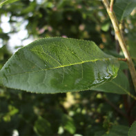 Photo of cherry leaf 3