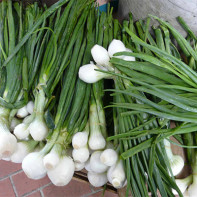 Larawan ng shallots