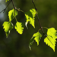 Photo de feuilles de bouleau 2