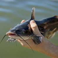 Foto di pesce gatto 5